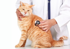 bigstock-Red-cat-with-veterinarian-doct-49614353